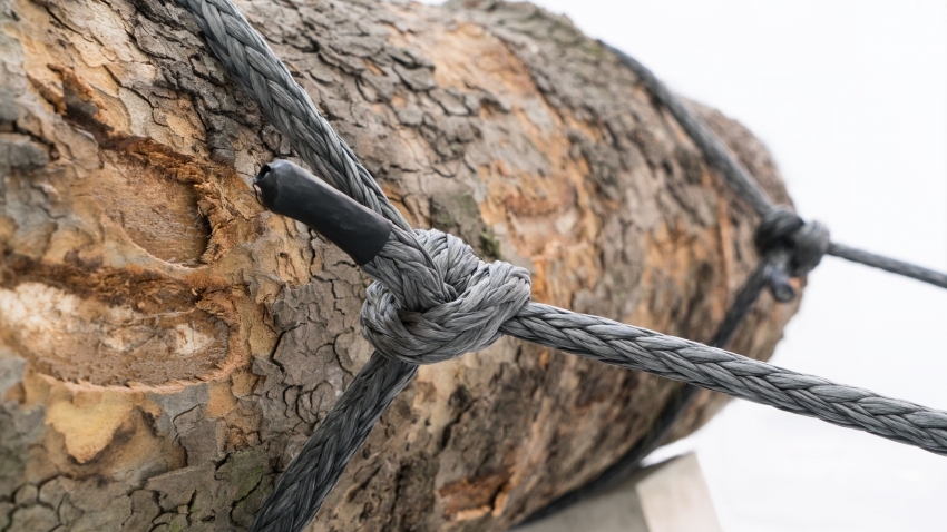 Marco Miehling - A Tree is a Big Plant with a Stick Up in the Middle